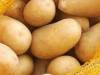 بعد وصول سعر الكيلو لنحو 800 ليرة .. الحكومة تسمح باستيراد البطاطا بشكل فوري لخفض سعرها 
