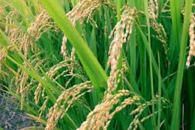 ســـورية منتجـــة للأرز قريبــــــاً .. وكلفة الكيلو فقط 70 ليرة 