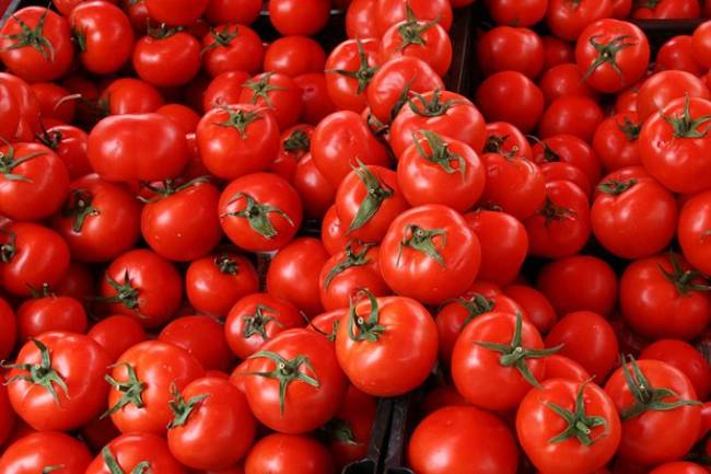 مسؤول زراعي يبشر المواطنين : أسعار البندورة ستنخفض قريباً وقد يصل الكيلو إلى 100 ليرة 