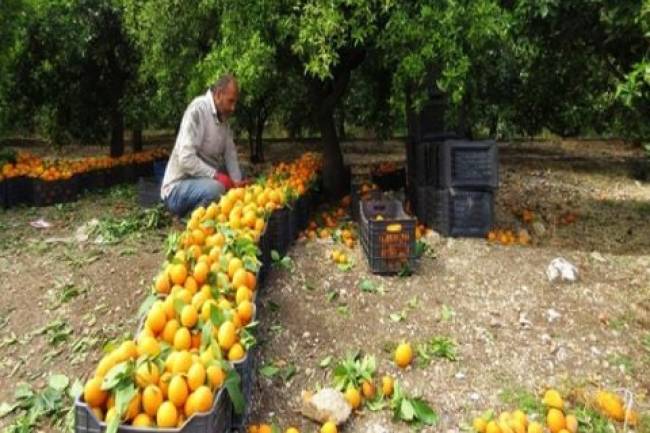 تراجع إنتاج الحمضيات بنحو 35%  هذا العام ..ووزير الزراعة يتوقع تراجع الاستهلاك المحلي 