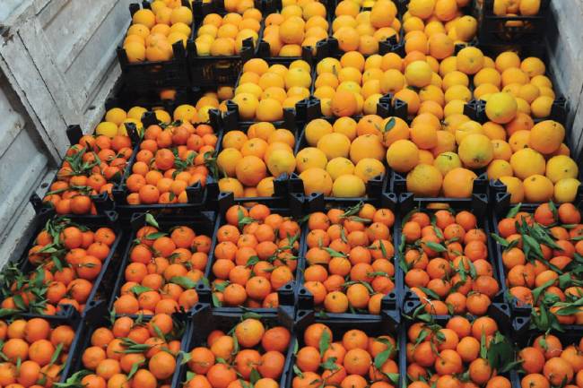 الطيار : ارتفاع أسعار الحمضيات سببه انتهاء الموسم ومستورو الموز يخسرون حالياً