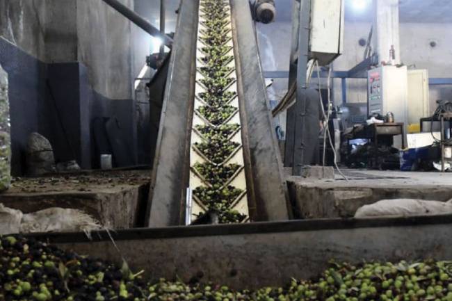 الزراعة : توقع بالتشدد على تصدير الزيت مع تراجع إنتاجنا من الزيتون هذا العام 