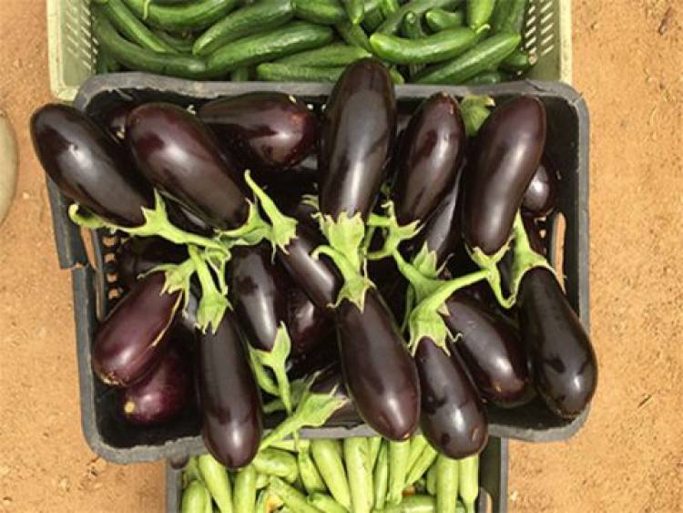 الباذنجان بألف ليرة والفاصولياء بألف وثلاثمئة ليرة .. والسوريون يتندّرون : هل سنشتري الخضار بالبطاقة الذكية؟