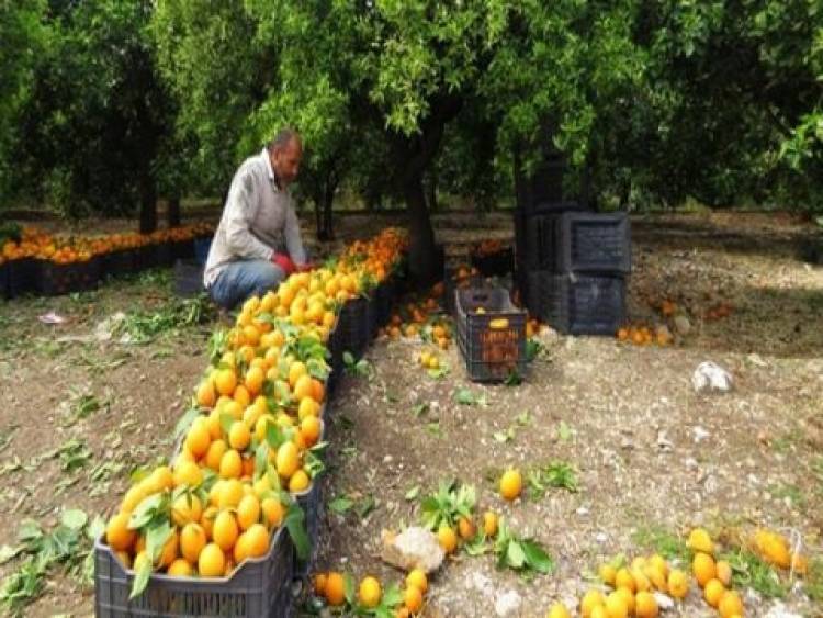 تراجع إنتاج الحمضيات بنحو 35%  هذا العام ..ووزير الزراعة يتوقع تراجع الاستهلاك المحلي 