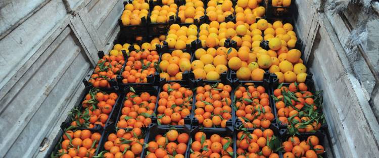 الطيار : ارتفاع أسعار الحمضيات سببه انتهاء الموسم ومستورو الموز يخسرون حالياً