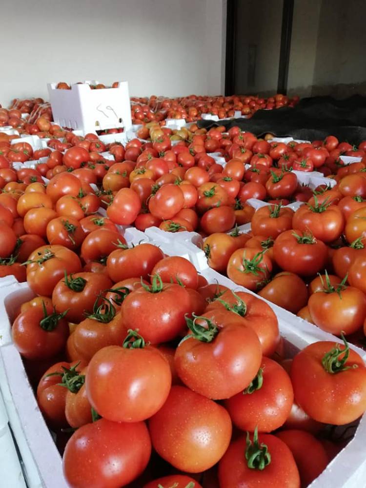 لجنة سوق الهال بدمشق : ارتفاع أسعار الخضار بأكثر من 30% نتيجة الصقيع والثلوج 