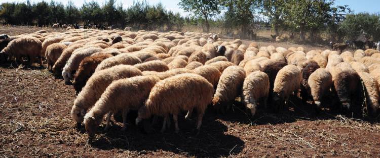 توقعات بتصدير 200 ألف خروف إلى دول الخليج خلال أسبوع